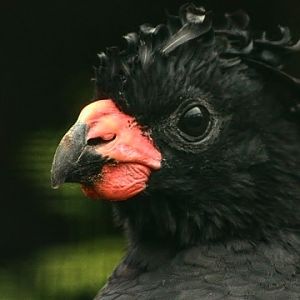 Red-billed Curassow