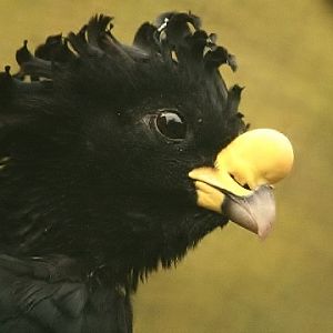 Great Curassow