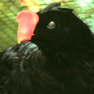 Razor-billed Curassow