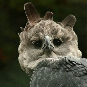 Harpy Eagle