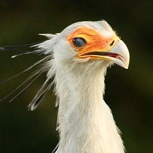 Secretarybird