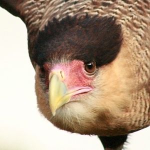 Southern Caracara