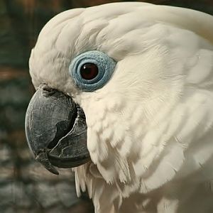 Blue-eyed Cockatoo