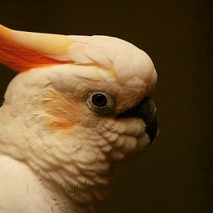 Citron-crested Cockatoo