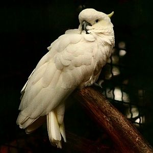 Yellow-crested Cockatoo