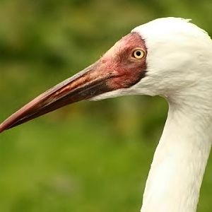 Siberian Crane