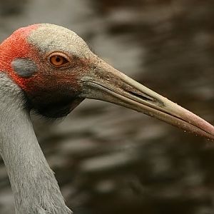 Brolga