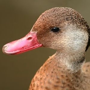 Brazilian Teal