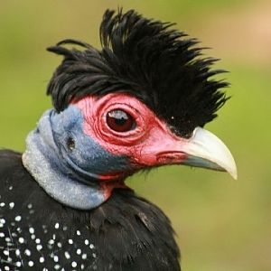 Eastern Crested Guineafowl