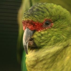 Slender-billed Parakeet
