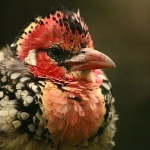 Red-and-yellow Barbet