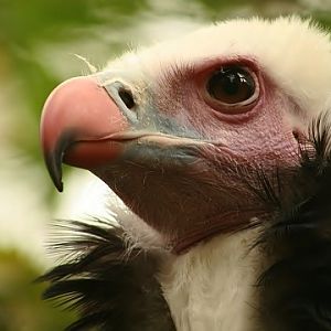 White-headed Vulture