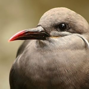 Inca Tern