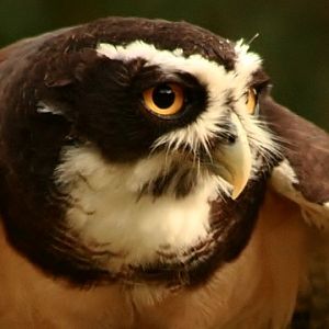 Spectacled Owl