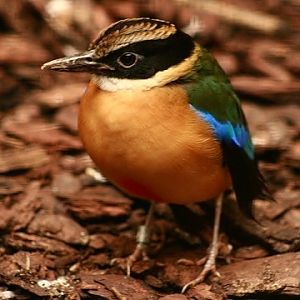 Blue-winged Pitta