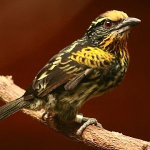Gilded Barbet