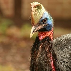 Northern Cassowary