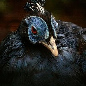 Bornean Crested Fireback