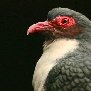 Papuan Mountain-pigeon