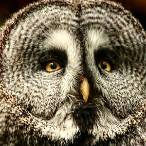 Great Grey Owl