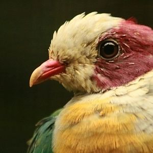 Yellow-breasted Fruit-dove