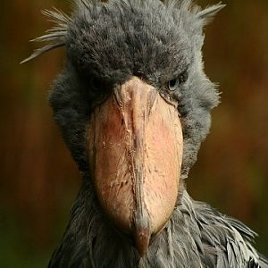 Shoebill