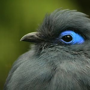 Blue Coua
