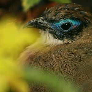 Giant Coua