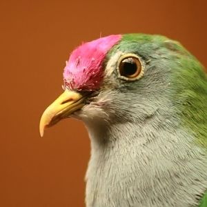 Beautiful Fruit-dove