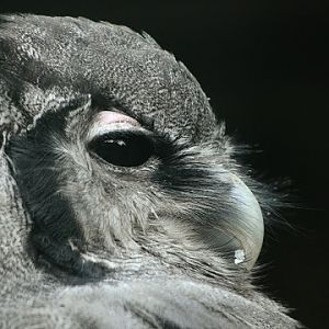 Verreaux's Eagle-owl