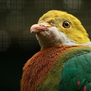 Pink-spotted Fruit-dove