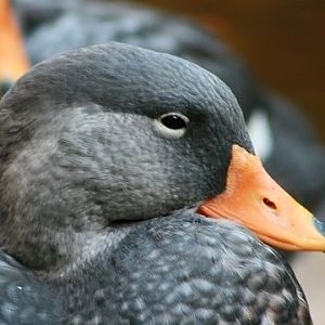 Magellanic Steamerduck