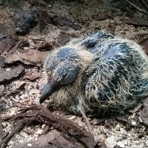Madagascar Blue-pigeon