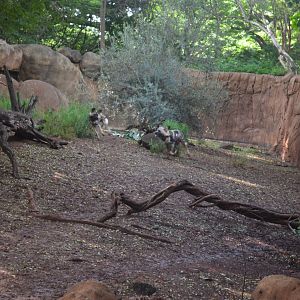 African Wild Dogs