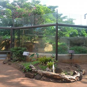 Chimpanzee Habitat