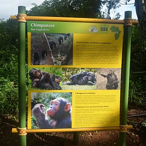 Chimpanzee Signage