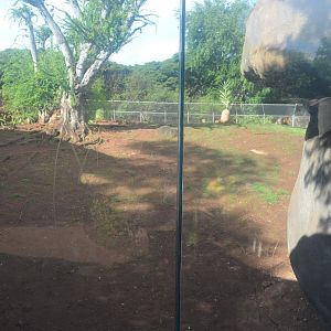 African Lion Habitat
