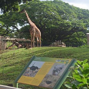 Reticulated Giraffe