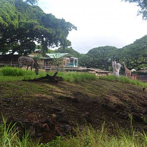 Grant's Zebra & Reticulated Giraffe