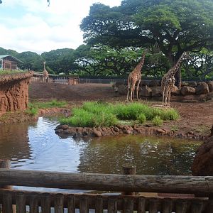 Reticulated Giraffes