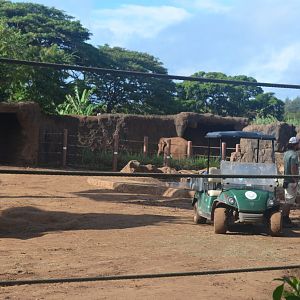 Asian Elephant Yard