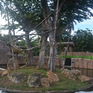 White-handed Gibbon Habitat