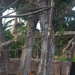 White-handed Gibbons