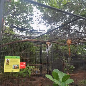 Golden Lion Tamarins