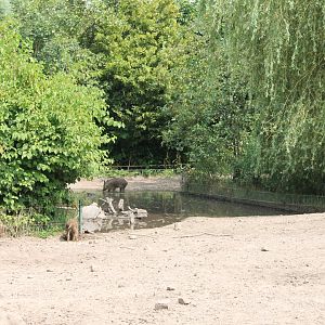 Enclosure Wild boar