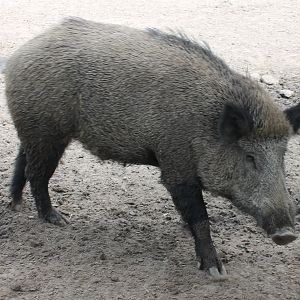 Wild boar