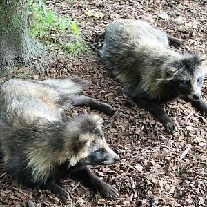 Raccoon dogs