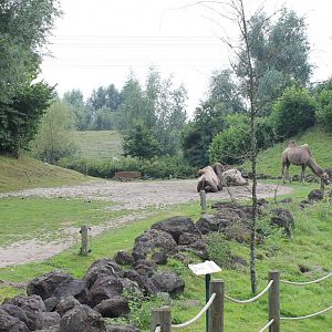 Camel-enclosure