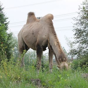 Camel - trying to]hide