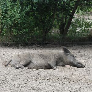 Wild boar